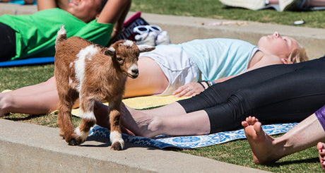 Goat Yoga. With real goats.