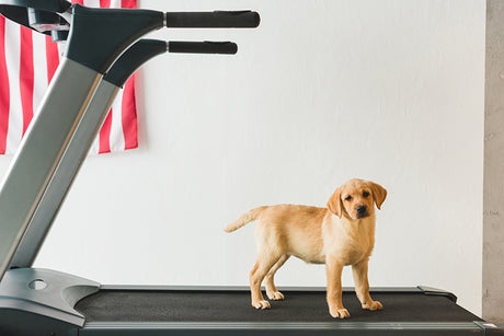 Can you train a dog to use a treadmill? Train your dog to run on a treadmill in 5 simple steps!